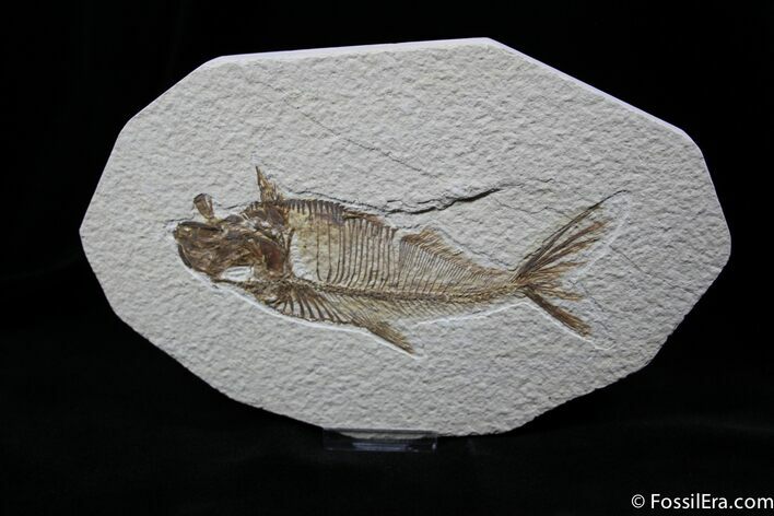 Inch Diplomystus Fossil Fish #811